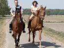 paard paard