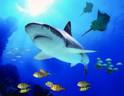 sea life