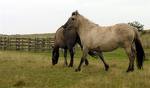konikpaarden