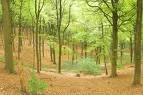 kluisbos