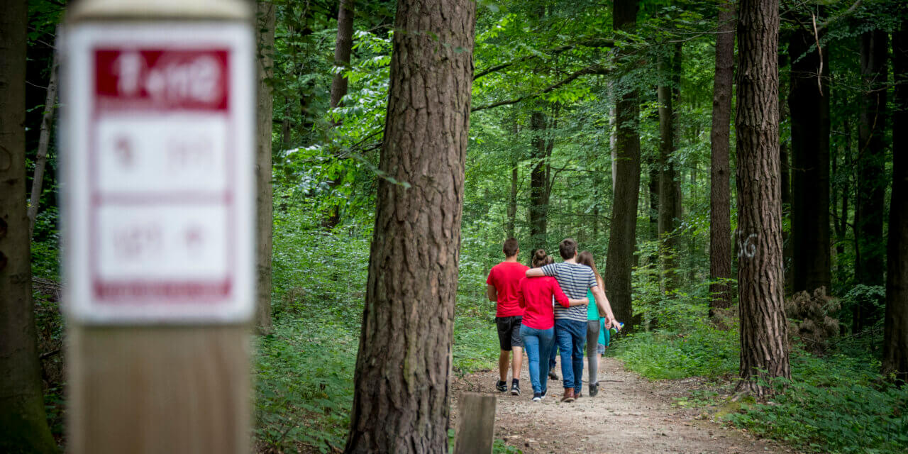 Dikke Beukwandeling in Oud – Heverlee.